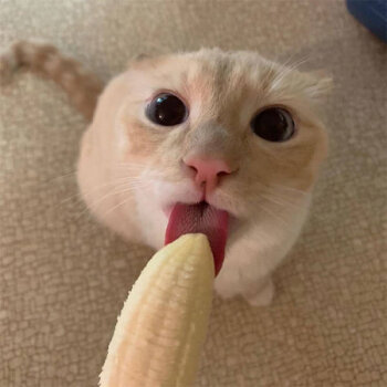this_cat_is_a_dirty_banana_lover_640_01.jpg.5a71e177a3cd6552da6b588270ba5afe.jpg