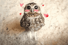 1239958207_blushingowlgif.gif.99ac4316e12ef67a2f69c5255608144e.gif
