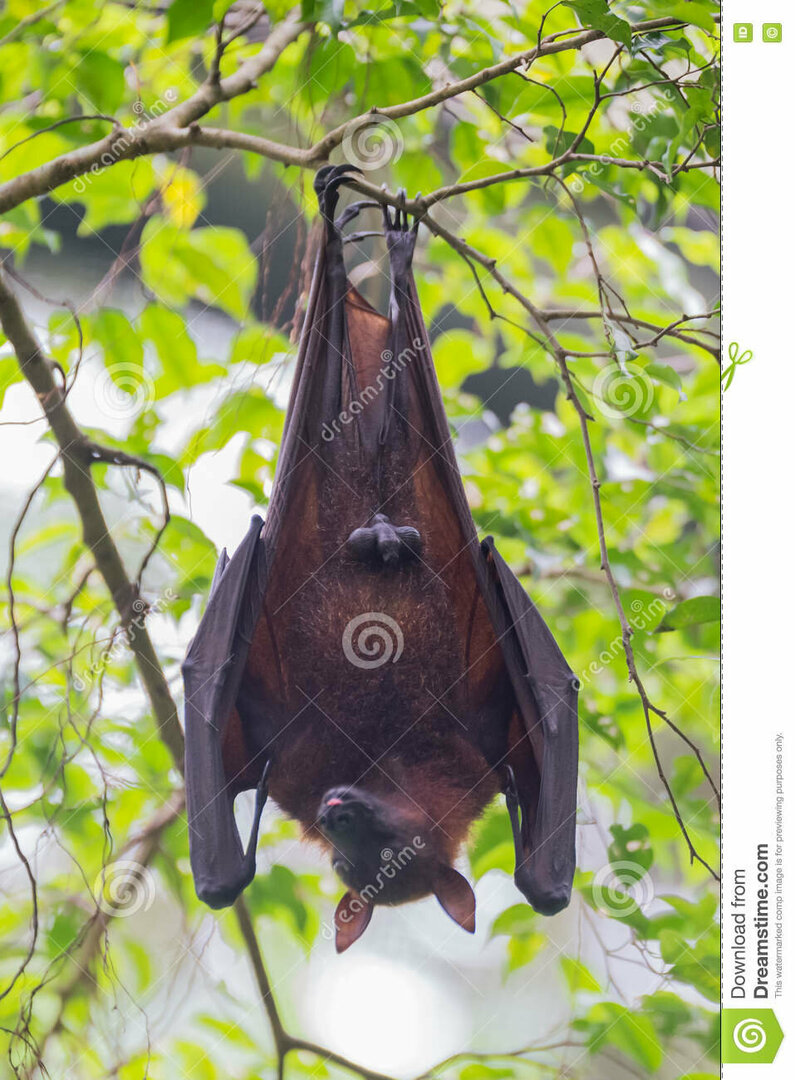 cute-male-bat-hanging-upside-down-branch-sticks-out-hi-his-tongue-against-background-green-leaves-singapore-80680480.thumb.jpg.28f8ba7bbe319c7e471903823645de32.jpg