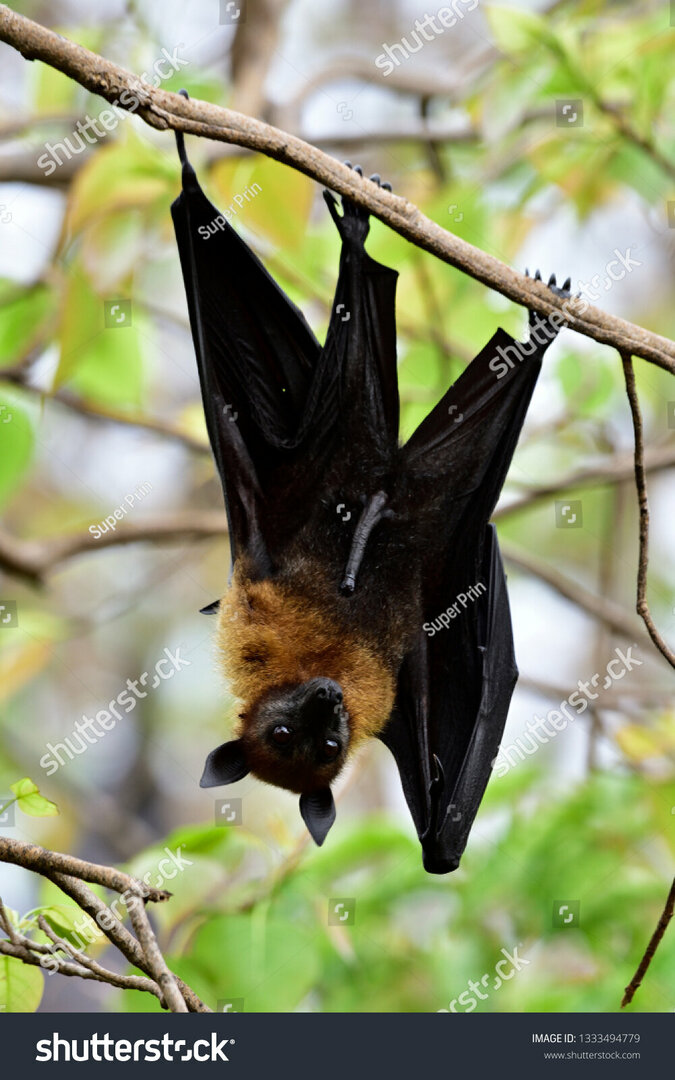 stock-photo-mysterious-lyle-s-flying-fox-pteropus-lylei-big-fruit-bat-hanging-downward-from-tree-branch-with-1333494779.thumb.jpg.79741bfdb38178103b6c1e6b51d4986c.jpg