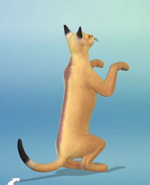 178394211_EgyptianTempleCat02.JPG.71f7a957a82b220cb85be4aa65121954.JPG