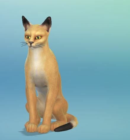 473638707_EgyptianTempleCat01.JPG.8b6f5d65045067867839074dbee68b1f.JPG