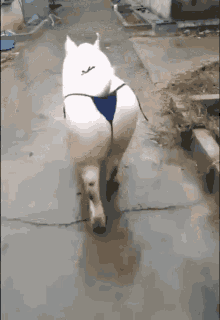 tenor (2).gif