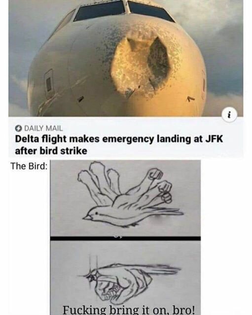 JFKbirdstrike.jpg.2703f2b322c557dd1aa5f6dd6bc5c236.jpg