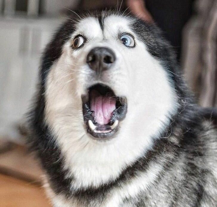 2098417853_IDoNot(husky).jpg.d7d2b8d474abdd2c24ce889b811ff643.jpg