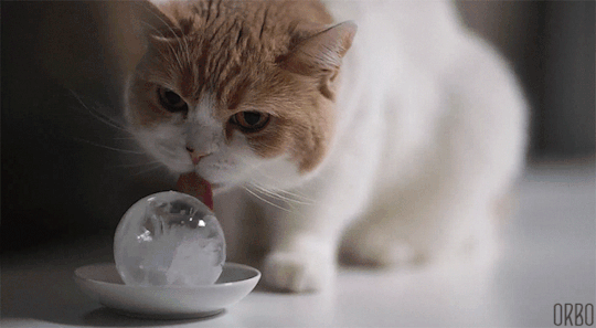 Cat.gif.925667b49681a91623db536a9f9340c0.gif
