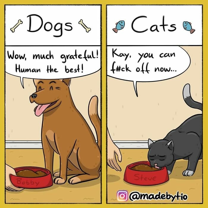 Catfuckoff.jpg.39a9e040d9b34907a0edfdaf8321bee1.jpg