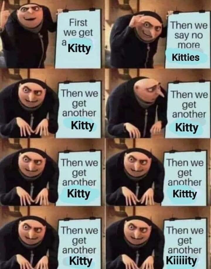 Kitties.jpg.d099c0ca6fd0adb47becad113ffea8da.jpg