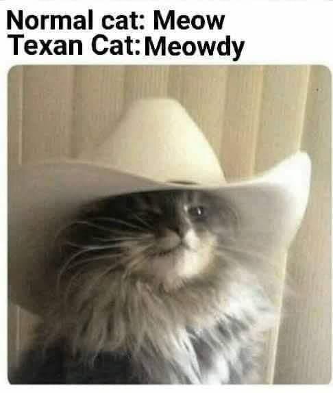 Meowdy.jpg.50a03cb32f2db0a61a74974424c4aedc.jpg