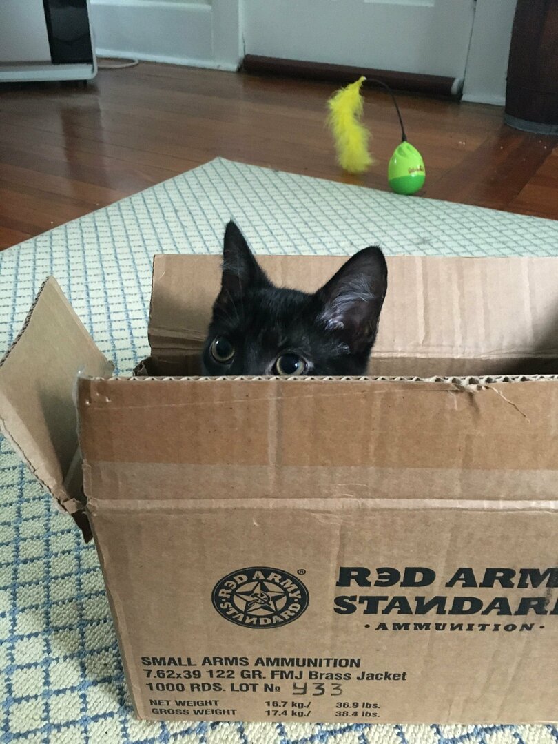 Catammo.thumb.jpg.d15f7b200c94ebebf0486fa4ef925f06.jpg