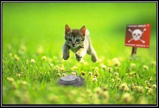 Katze.jpg.110b0c8815dc3125b2a7388d16e2fbae.jpg