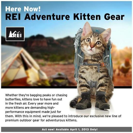 Kittengear2.jpg.dc8febfafcaa8568327d3f79811228a4.jpg