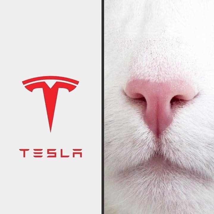 TeslaCat.jpg.60ccf703a848332d57ce8a1ddef133c7.jpg