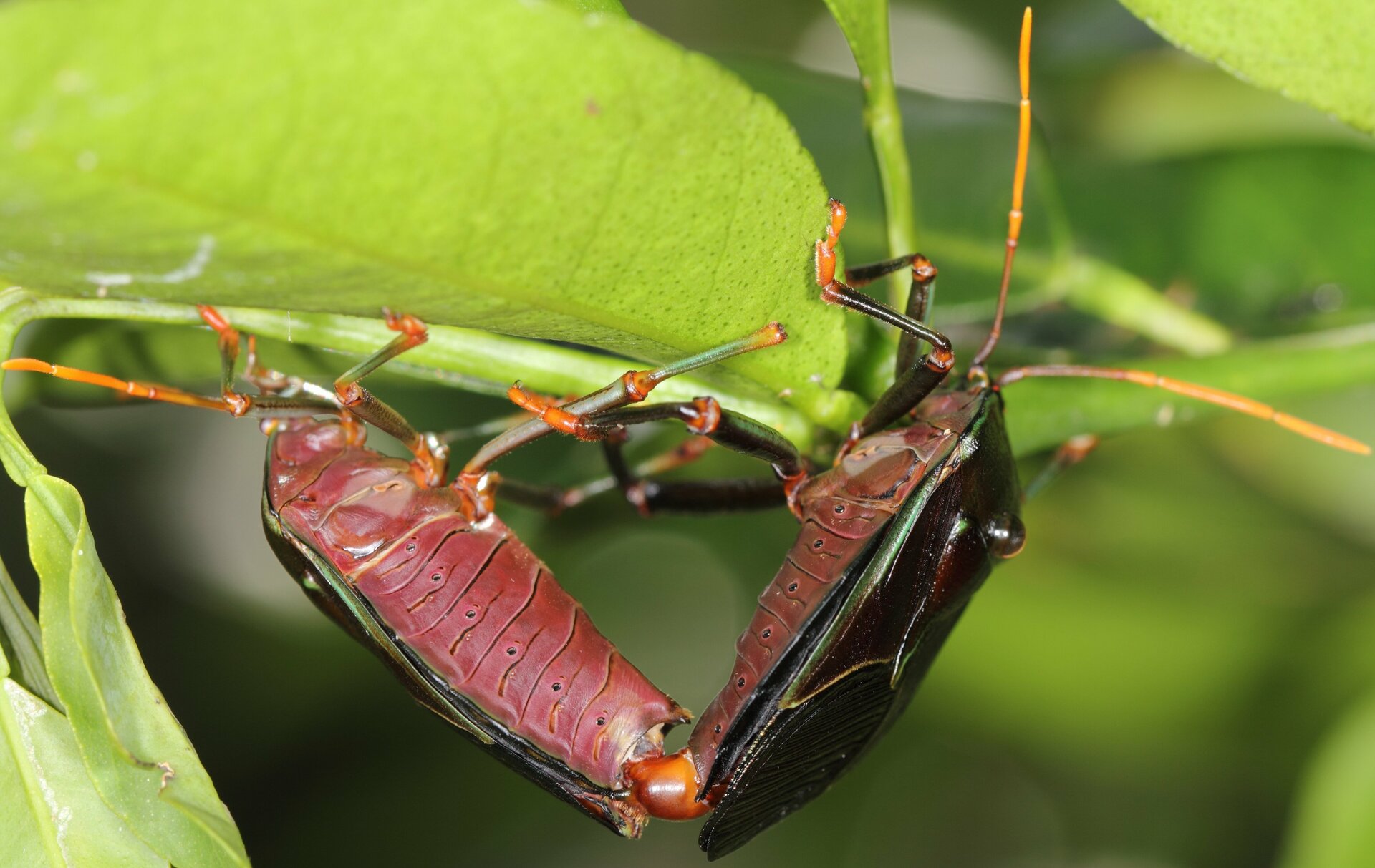 Bronze_Orange_Bugs_Mating.jpg
