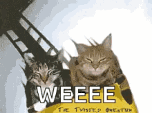 Catrollercoaster.gif.b3a73c5735489091e0534031d16962da.gif