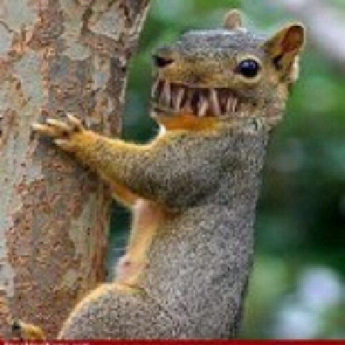 menacing-squirrel.jpg.620f147ab2cfec11d9014cc9c50c6fb8.jpg