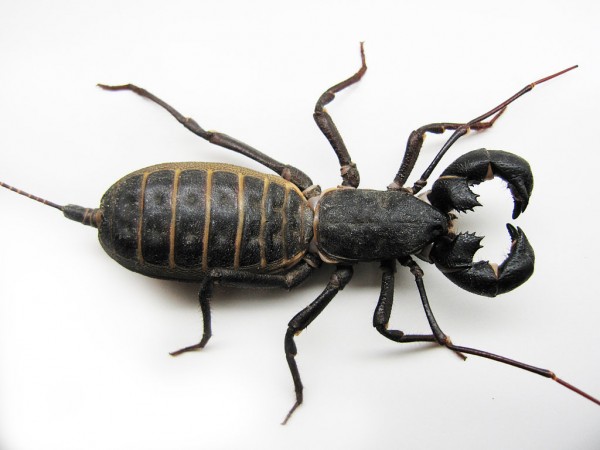 Vinegaroon-600x450.jpg.e6f833cbe9bf86714467d98d8dff5425.jpg