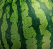 Watermelon_Example.jpg.91758f2ad7a3b3f4ef1d0d8eb741a5eb.jpg