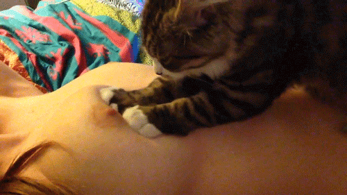 cat.gif