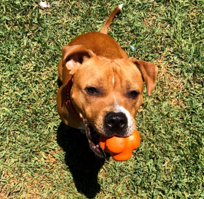 ChewieChewie.png
