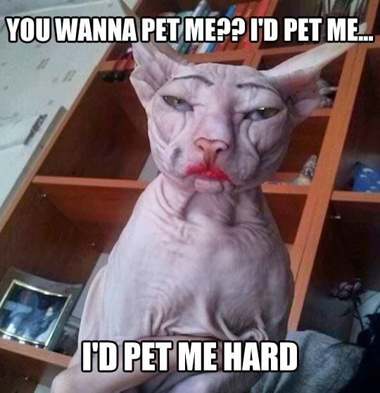 1720263253_whenyoutakecatgirlmemetoofar.jpg.843e2fa5f74e61cb98798da800b2efb8.jpg