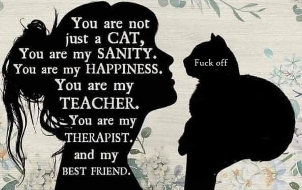 CatFuckOff2.jpg.d4e1e39a552d598fb9db15796d1f3184.jpg