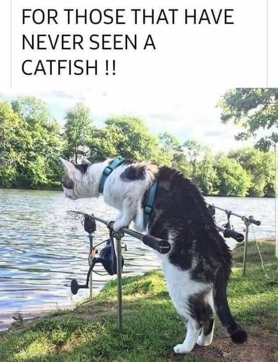 Catfish.jpg.614c81b40fd82cb4b459d2ddf80d0c0b.jpg