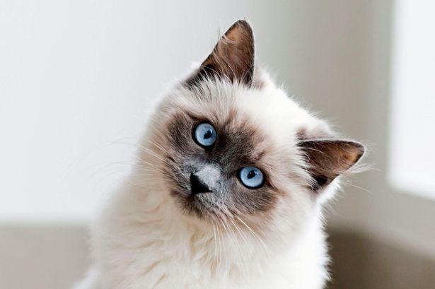 Pay-cat.jpg.ca5245d6b359e050410b908081a9ae00.jpg