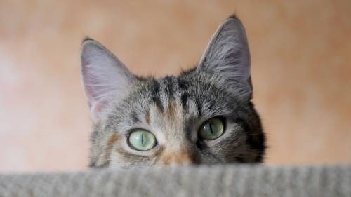 kitty.jpg.13873c9981397a29595fccf00d4191b7.jpg