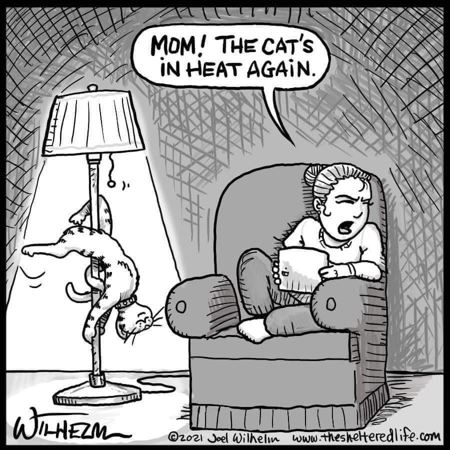 CatInHeat.jpg.24bc4f528dc017f738941ae590b10e76.jpg
