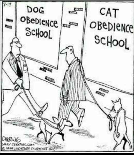 CatObedianceSchool.jpg.28cf4b6752464295e270c2e45167356a.jpg