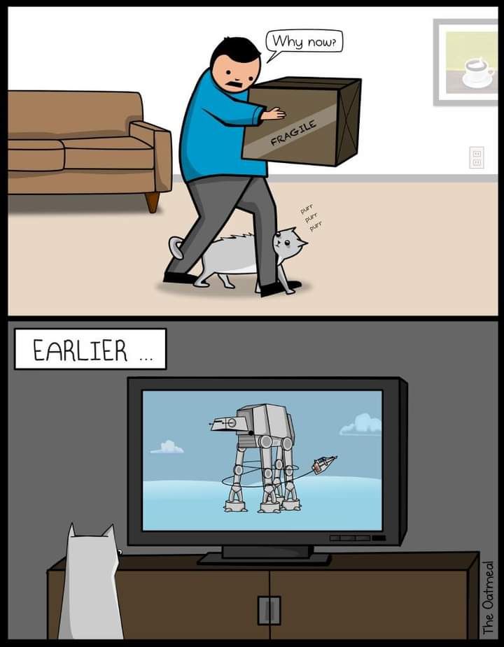 CatWhyNow.jpg.09e09c7336e0f124fb8c18f1d658bd07.jpg