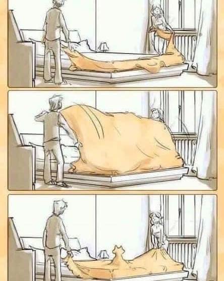 Catbed.jpg.e85c360cfb40e87fec0f10bf0b692006.jpg