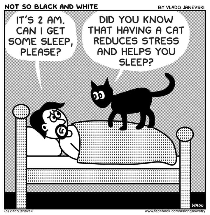Catsleep.jpg.e3ca299a589c90c56d77d5b421832c30.jpg