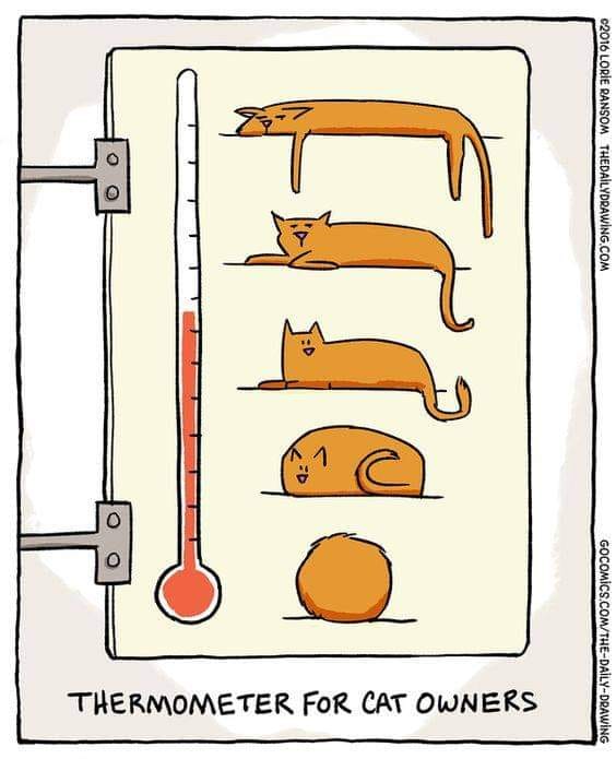 Catthermometer.jpg.9aaff8ffd67ac21157cf002c85f3d8be.jpg