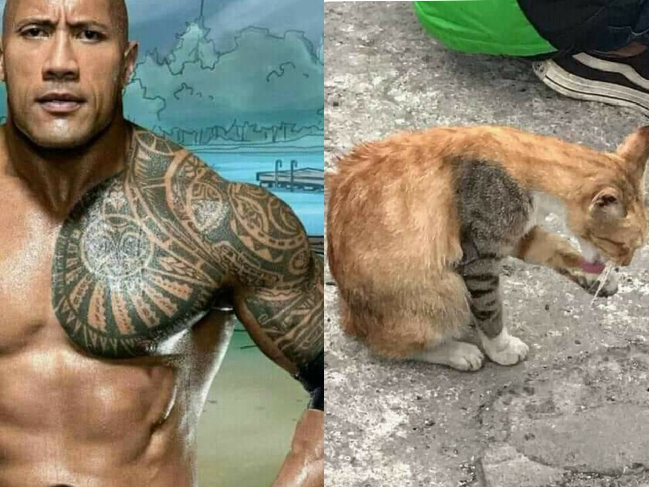 DwaynThePussJohnson.jpg.d128c617b4dc65c9da7f675d67a3b8d4.jpg