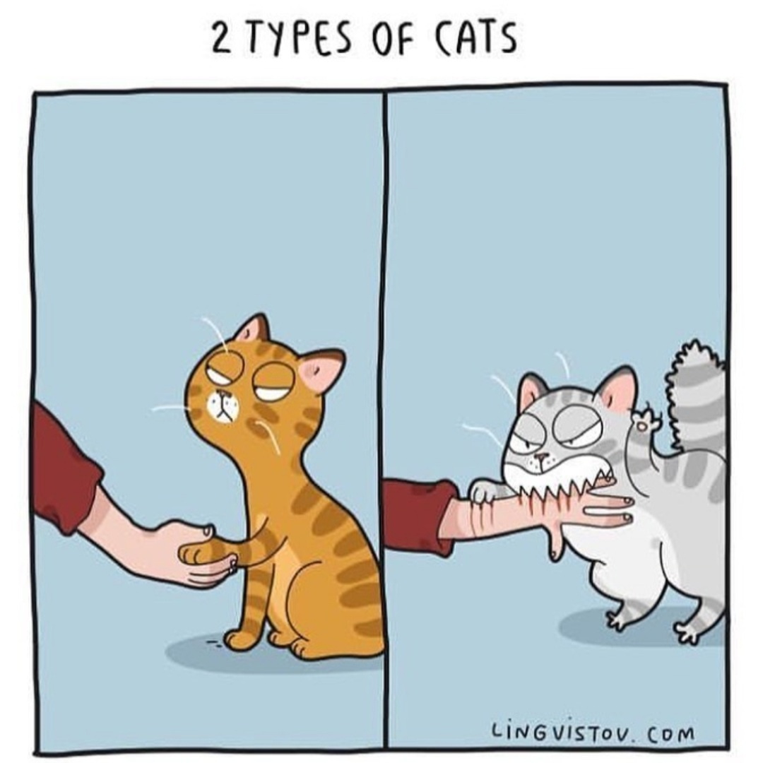 TypesofCats.jpg.b55c10506ac11a0f85be3a0275629e76.jpg