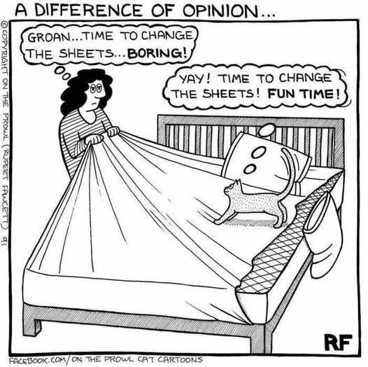 CatChangethesheets.jpg.18fe4382f53e1a36b3107eb0eb710435.jpg