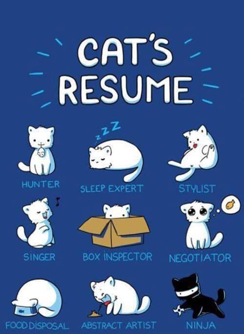 CatResume.jpg.c603088242ba7bd0bf3b0fccc9dd409e.jpg