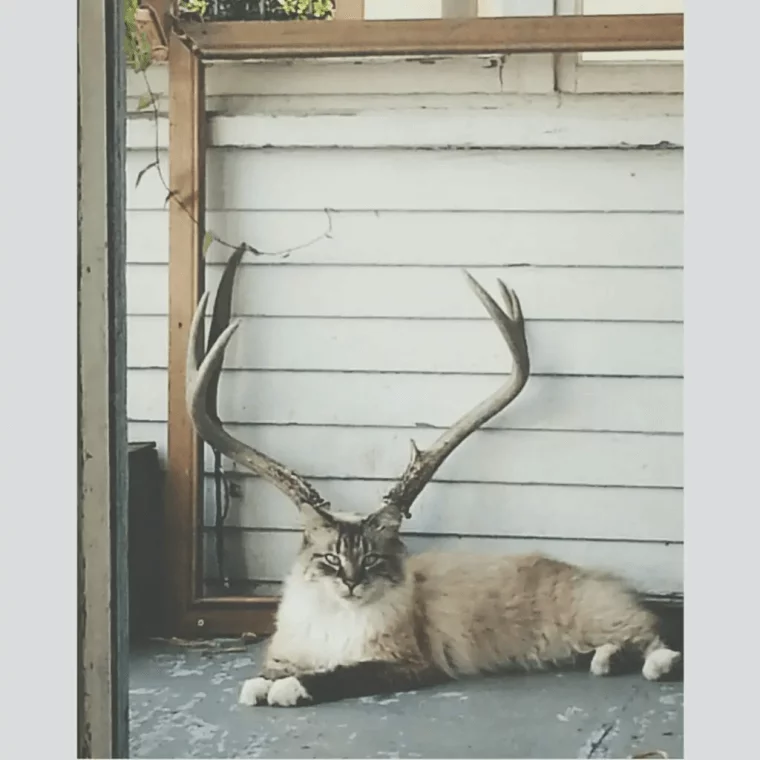 Catntlers.jpg.cdaa0c4b95047412482a231ec4ba07ca.jpg