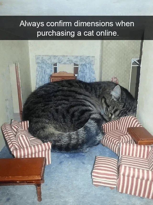 DimensionsCat.jpg.0b4d7ec961e83fb1426f5abcbd61dede.jpg