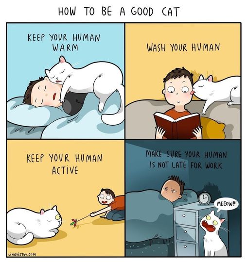 HowToBeAGoodCat.jpg.392cfead410bc81a32f7b031e9438773.jpg