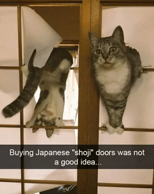 ShojiCats.jpg.41c4c972225fe616b1d099ca997fd1a9.jpg