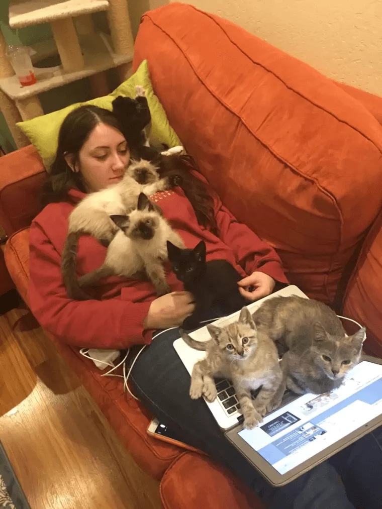 TheWholeKittenKabootle.jpg.30f67bb97b9bc6207ee02ff165ad14e8.jpg