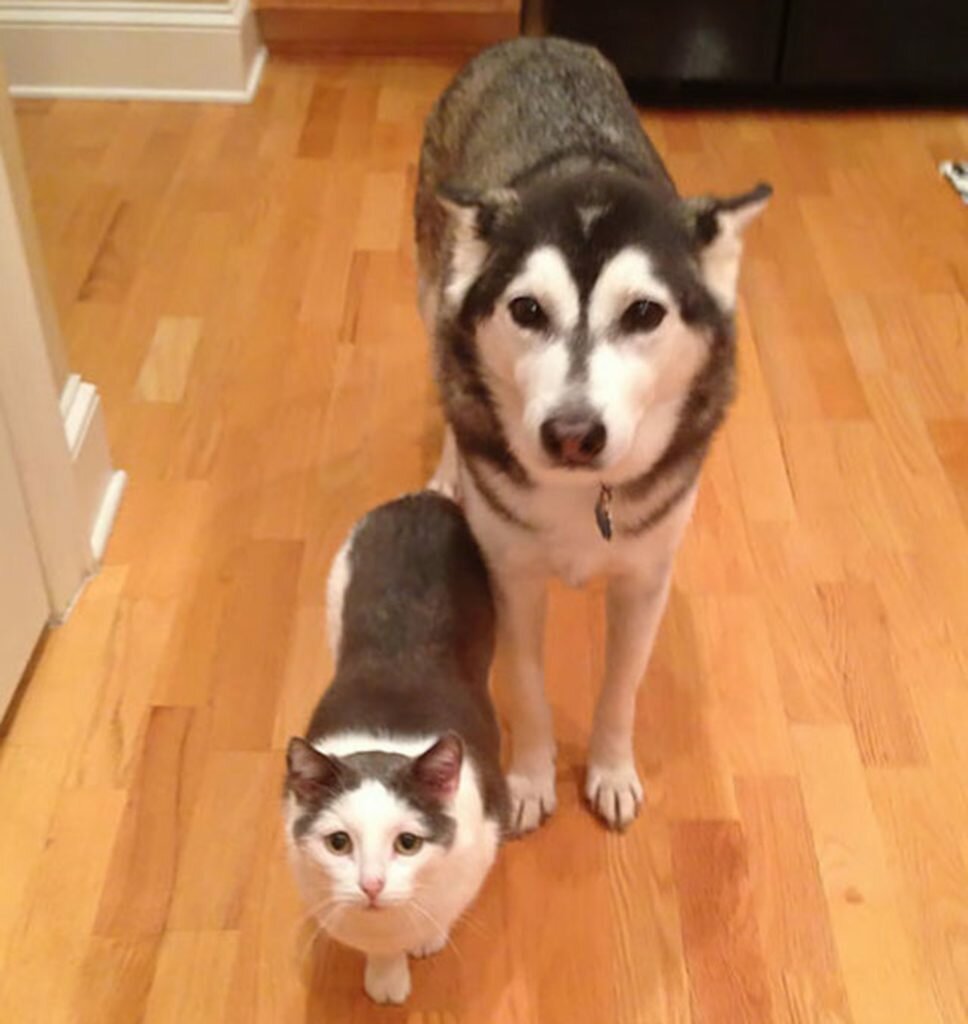 cat-and-dog-same-color-968x1024.jpg.4135b1d869bc33258ff57b22260bf5b6.jpg