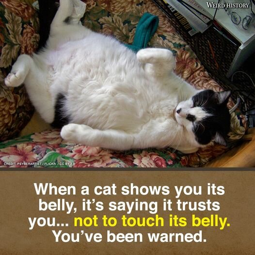 CatBellyWubs.jpg.9d80ea2064dc0618790ce0fb34ad38b8.jpg