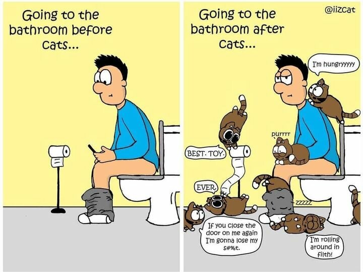 CatsZeroBathroomPrivacy.jpg.95cd38980df7f271a1618c5fc0e4a6c3.jpg