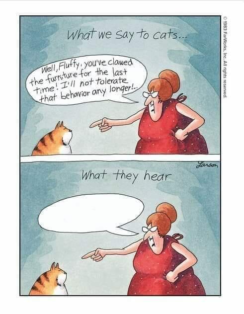 WhatCatsHear.jpg.cbf8a561224425bc822f82749605fe14.jpg