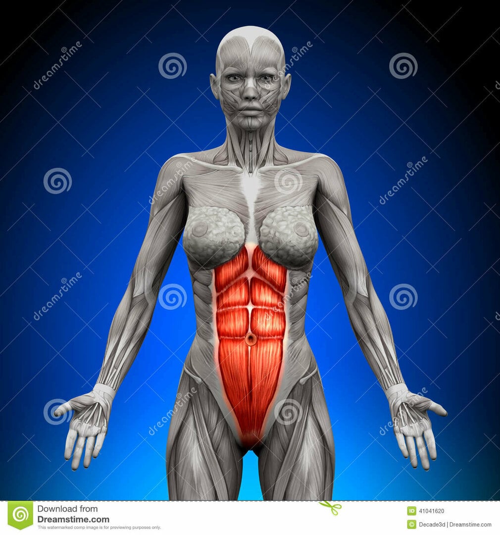 abs-female-anatomy-muscles-human-41041620.jpg