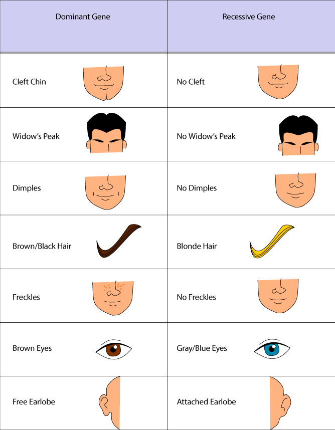 punnett-square-traits-diagram.png.f63ea0d7c7620c229ae0baf6ade3e91c.png